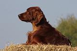 SETTER IRLANDAIS 145